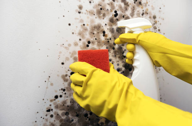 Best Affordable Mold Removal  in USA